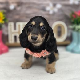 Sabrina - Black and cream female Dachshund puppy in Norwood, Missouri from Madra's Dashing Doxies