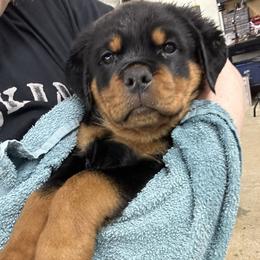 Rottweiler Puppies from Vom Rohrbach Rottweilers