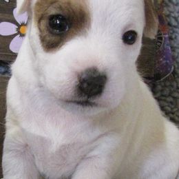 Jack Russell Terrier Puppies from Spritely Jack Russell Terriers