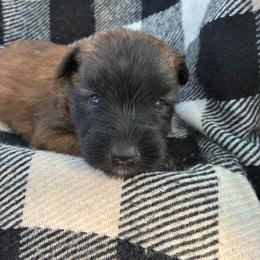 Ursula - Wheaten female Soft Coated Wheaten Terrier puppy in Nokomis, Illinois from Windhill Wheatens
