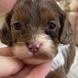 Story - Merle female Cavapoo puppy in Beckley, West Virginia from By Design Doodles