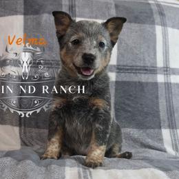 Velma - Blue female Australian Cattle Dog puppy in Silsbee, Texas from Rockin ND Ranch
