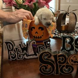 Golden Retriever Puppies from Tupelo Honey Farm's Golden Retrievers