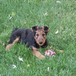 Airedale Terrier Puppies from Droffats Airedales