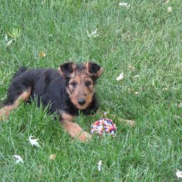 Airedale Terrier Puppies from Droffats Airedales