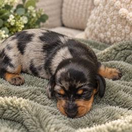 Kimble - Black and Tan Dapple - Dapple male Dachshund puppy in Springfield, Ohio from LUXEYPUPS