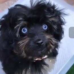 Aussiedoodle and Bernedoodle Puppies from Little Golden Farm