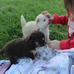 Pomsky Puppies from Mischa Nelson