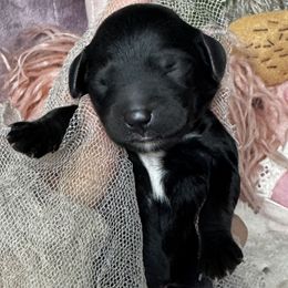 Persephone - Black Tuxedo Cavapoo - Black and white female Cavapoo puppy in Tucson, Arizona from Cavapoo Puppy Parade