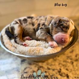 Blue boy - Chocolate merle male Bernedoodle puppy in Valdese, North Carolina from Doodling All Day Goldendoodles