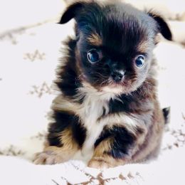 Doll (tri-color black) show quality - Black and tan female Chihuahua puppy in Santa Rosa Beach, Florida from Eva's Chihuahua