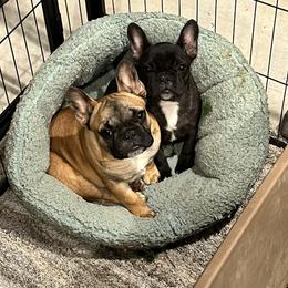 French Bulldog Puppies from Mississippi Sound Frenchies