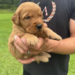 Boy 2 - male Golden Retriever puppy in Lincolnton, Georgia from Lincoln Kennels