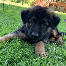 German Shepherds from Camo  Creek German Shepherds