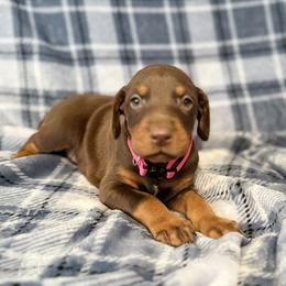 Pink Collar - Red and rust female Doberman Pinscher puppy in Lake City, Florida from Paintedcrazy Doberman Pinchers