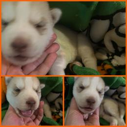 Red orange collar male - Red and white male Siberian Husky puppy in Wheeling, West Virginia from Powells Huskies