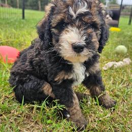 Dark Pink - Sable female Bernedoodle puppy in Shelby, North Carolina from Forever Grateful Doodles