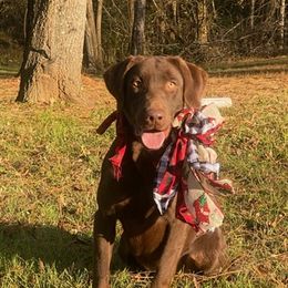 Chief - Labrador Retriever