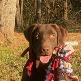 Chief - Labrador Retriever
