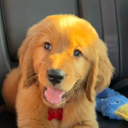 Red collar - Dark golden male Golden Retriever puppy in Anson, Texas from Diamond Bar N Ranch