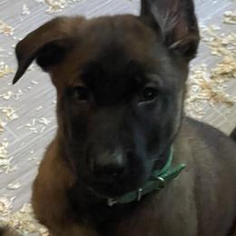 Belgian Malinois Puppies from BlueStone