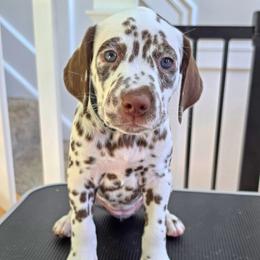Dalmatian Puppies from Spotted Theory