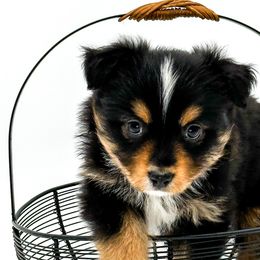Ilsa - Miniature Australian Shepherd puppy from Rigas Mini Aussies LLC