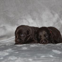 Girl 2 Chocolate - Chocolate female Labrador Retriever puppy in Four Oaks, North Carolina from TLC Retrievers
