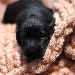 Josie - Black female Dachshund puppy in Eaton, Ohio from Miniature Alphas Dachshunds