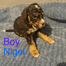 Nigel - Tri-color male Bernedoodle puppy in Battle Creek, Michigan from T-Rose’s Bernedoodle & Pomsky Puppies