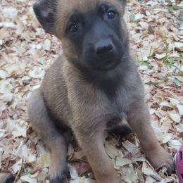 Boy 5 - Mahogany male Belgian Malinois puppy in Corpus Christi, Texas from Heavenly Firefly Belgian Malinois