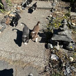Border Collie Puppies from Athena’s Collies