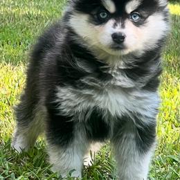 Tennessee Boy 1 - Black and white male Pomsky puppy in Monroe, Georgia from Beastly Beauties Huskies & Pomskies