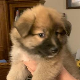 Icelandic Sheepdog Puppies from Hrafnkell Icelandics