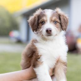 Judy - Sable female Aussiedoodle puppy in Centerburg, Ohio from A Dose Of Doodle