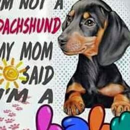 Chacma - Piebald male Dachshund puppy in Bigfork, Minnesota from Dachshunds Up North