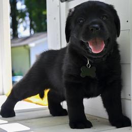Bradley - Black male Labrador Retriever puppy in Charlotte, North Carolina from Patton Premier Labradors