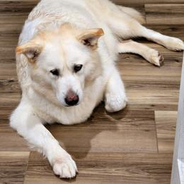Acadia - White female Alaskan Malamute puppy in Brookwood, Alabama from Sunset Malamutes