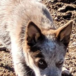 Australian Cattle Dogs from HT Heelers