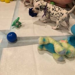 Dalmatian and Labrador Retriever Puppies from ECMO Farm Dalmatians & ECMO Farm Fox Red Labs