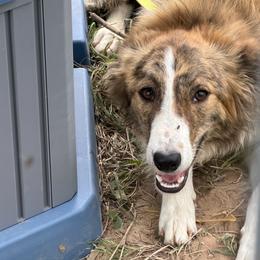 Tara - Border Collie