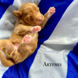 Nova Scotia Duck Tolling Retriever Puppies from Tallyho Tollers