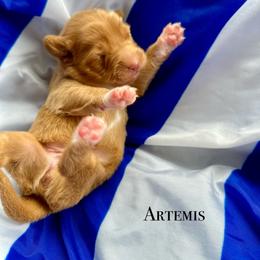 Nova Scotia Duck Tolling Retriever Puppies from Tallyho Tollers