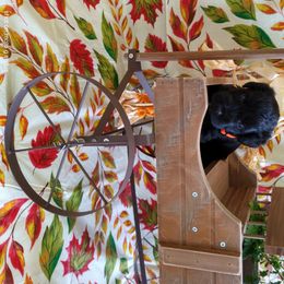 Miniature Schnauzer Puppies from Camp Creek Schnauzers