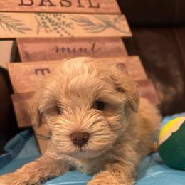 Rosemary - Wheaten female Miniature Schnauzer puppy in Hemet, California from Journee Home Mini Schnauzers