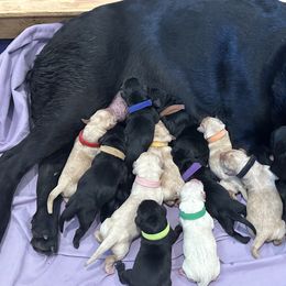 Labrador Retrievers from Geronimo Labradors