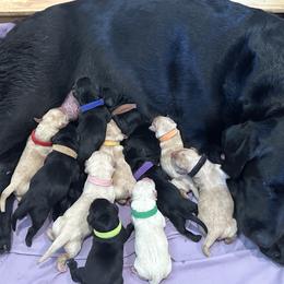 Labrador Retrievers from Geronimo Labradors