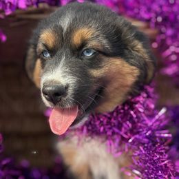 Harvest - Black tri male Miniature Australian Shepherd puppy in Granbury, Texas from Jubilee Acres