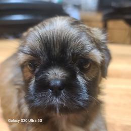Puppy 1 - Black and tan male Shih Tzu puppy in Belleville, Michigan from Patricia's Heavenly Earth Angels
