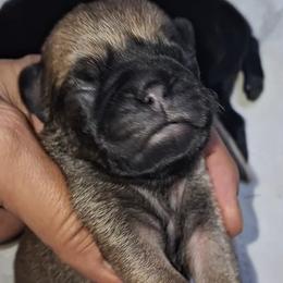 Fawn Boy 3 - Fawn male Pug puppy in Gadsden, Alabama from Carla's Pugs